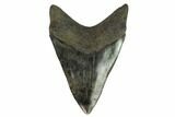 Serrated, Fossil Megalodon Tooth #124202-1